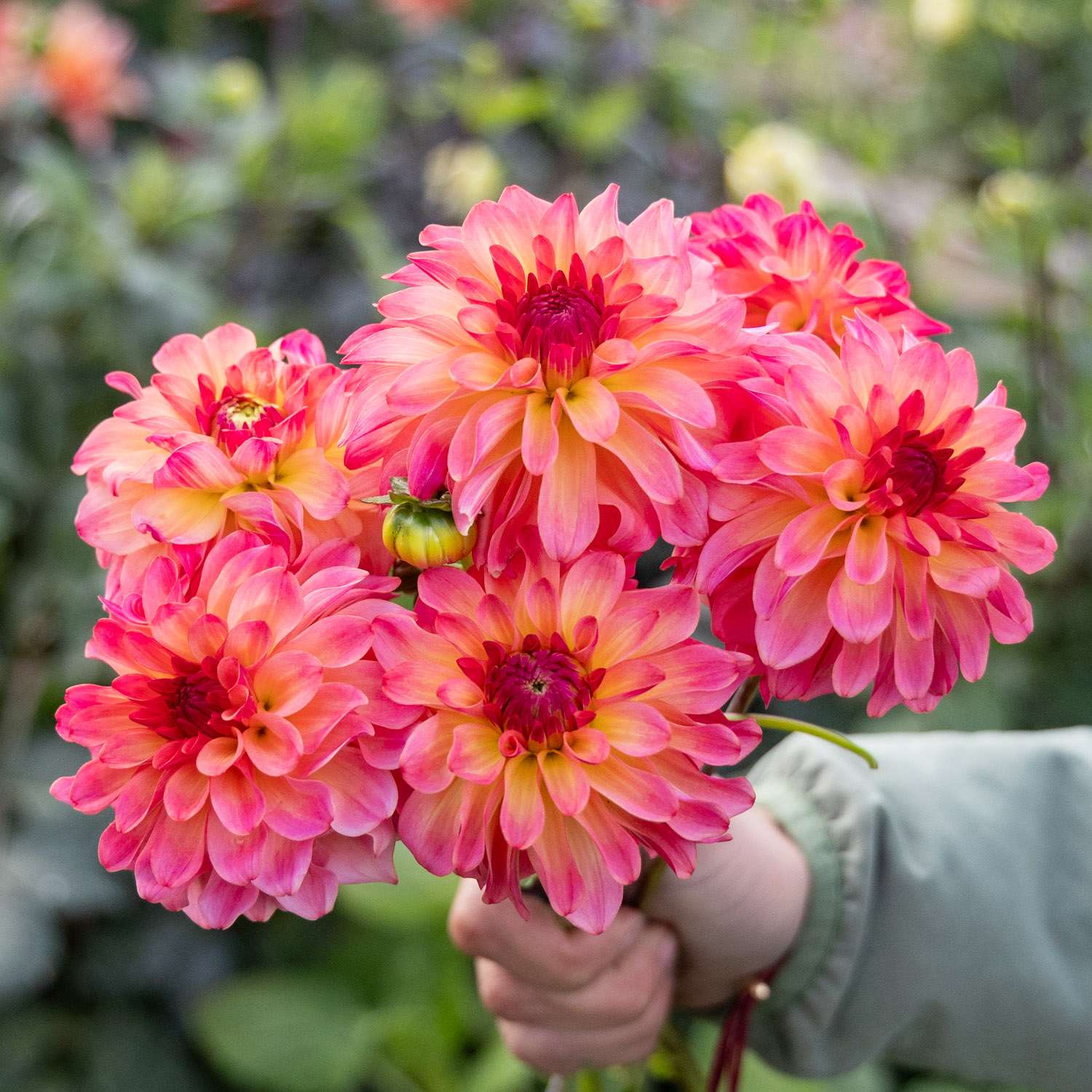Daalia 'Belfloor'